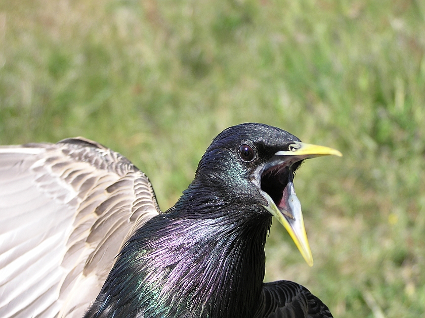 Common Starling, Sundre 20080602